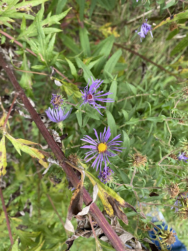 Some purple flowers amid a bunch of green leaves.